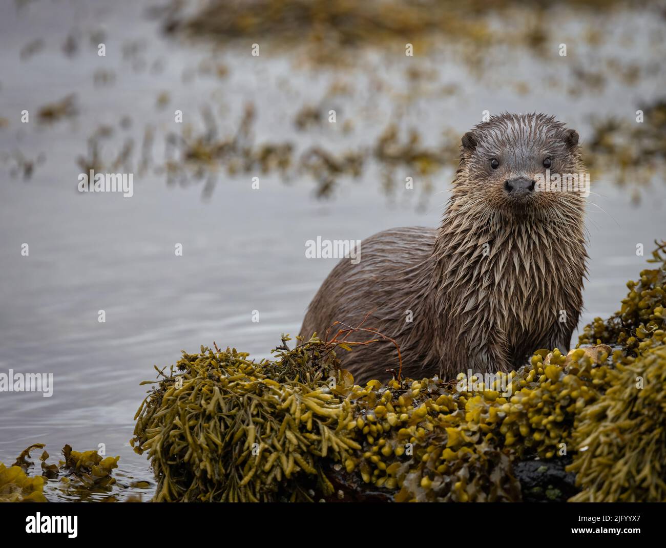 Wilde Otter auf der wunderschönen Isle of Mull in den Inneren Hebriden. Stockfoto
