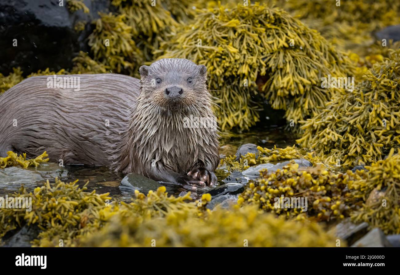 Wilde Otter auf der wunderschönen Isle of Mull in den Inneren Hebriden. Stockfoto