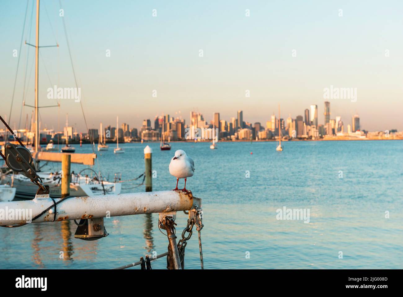 Seagull und City of Melbourne vom Hafen Williamstown über Port Phillip Bay, Williamstown, Victoria, Australien, Pazifik Stockfoto