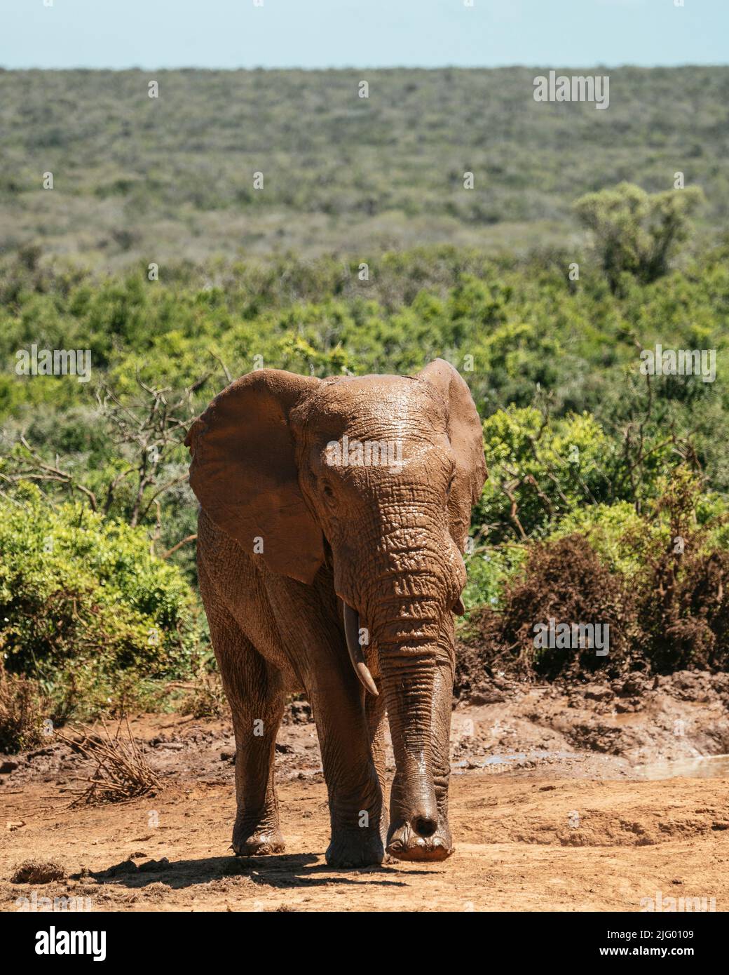 Afrikanischer Elefant, Addo Elephant National Park, Ostkap, Südafrika, Afrika Stockfoto