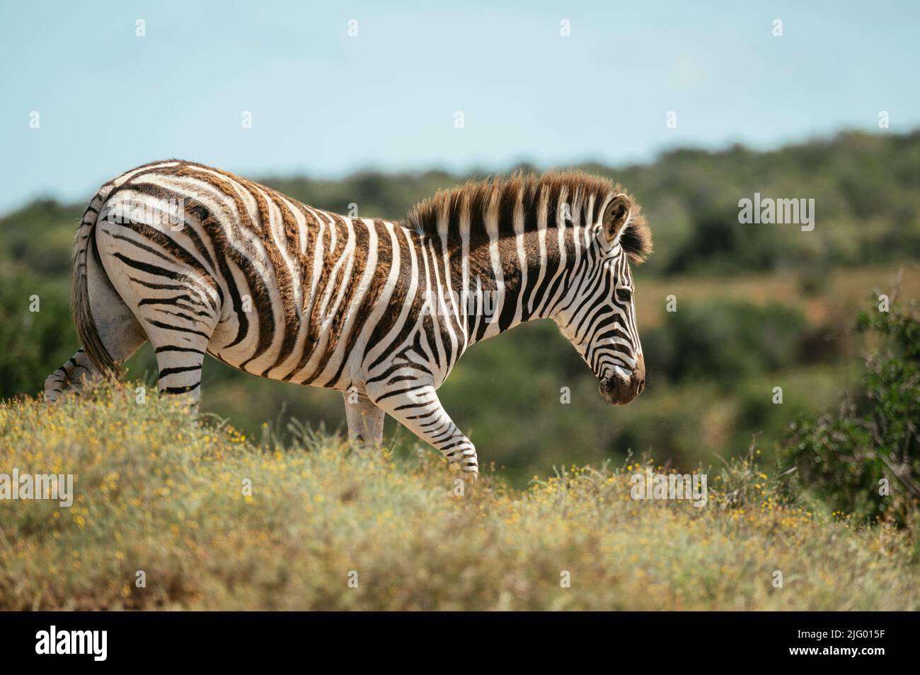 Burchells Zebra, Addo Elephant National Park, Eastern Cape, Südafrika, Afrika Stockfoto