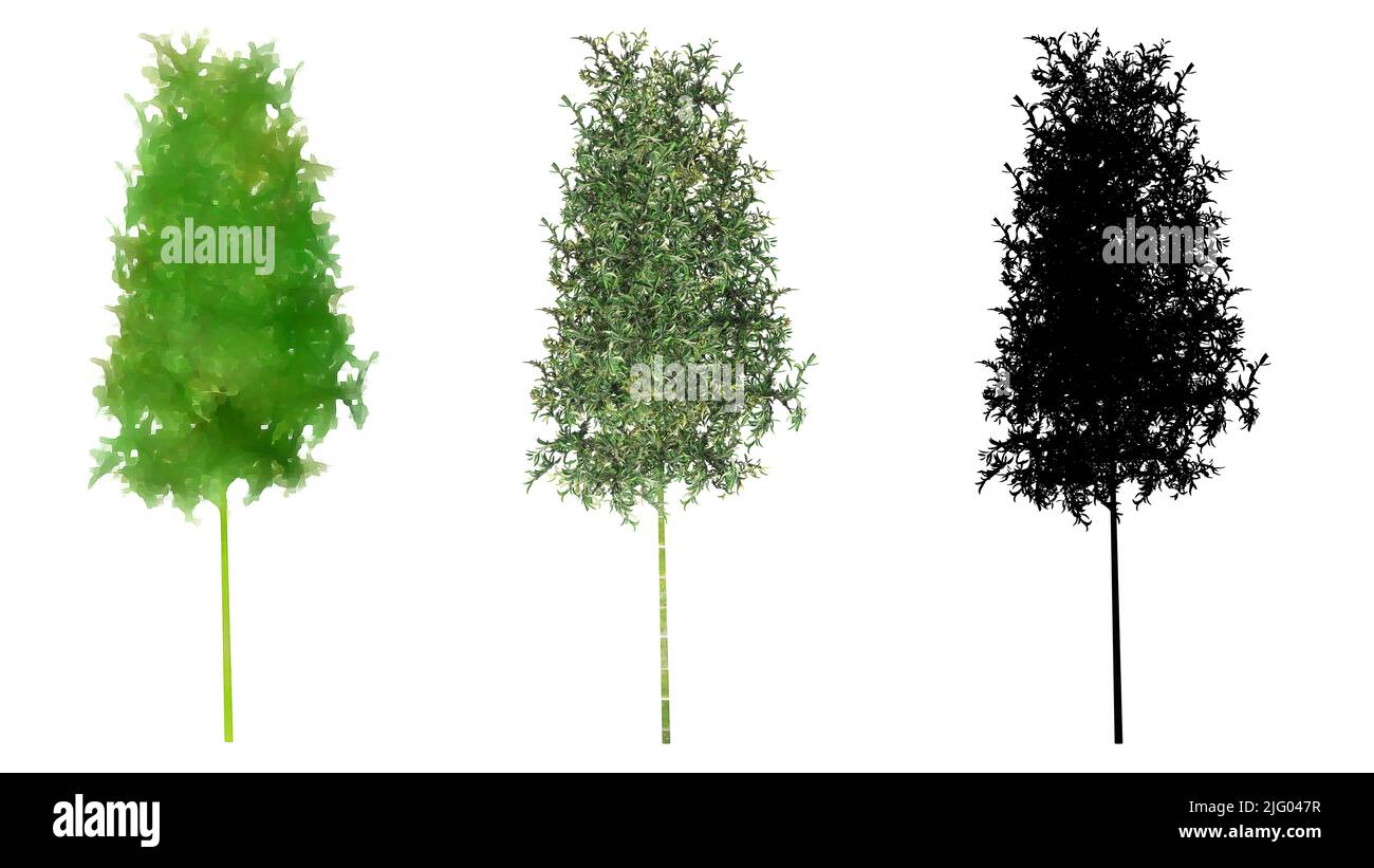Set oder Sammlung von Bambusbäumen, gemalt, natürlich und als schwarze Silhouette auf weißem Hintergrund. Konzept oder konzeptionelle 3D Illustration für die Natur, e Stockfoto