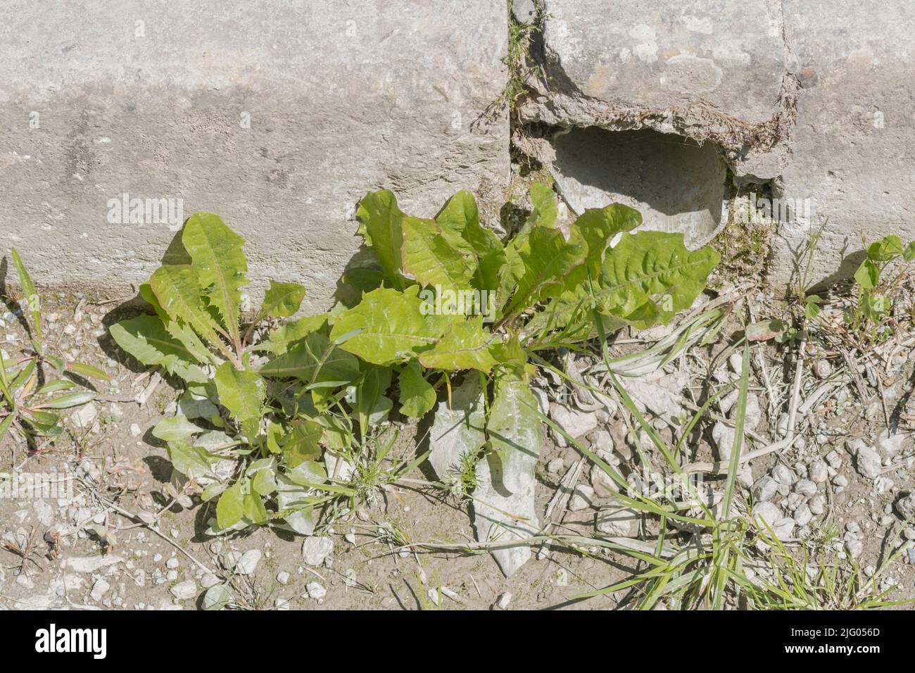 Vorblühende Löchenkraut / Taraxacum officinale Pflanzen in steinerner Rinne der Landstraße. Für in der Medizin verwendete Pflanzen, wild wachsende Heilpflanzen. Stockfoto