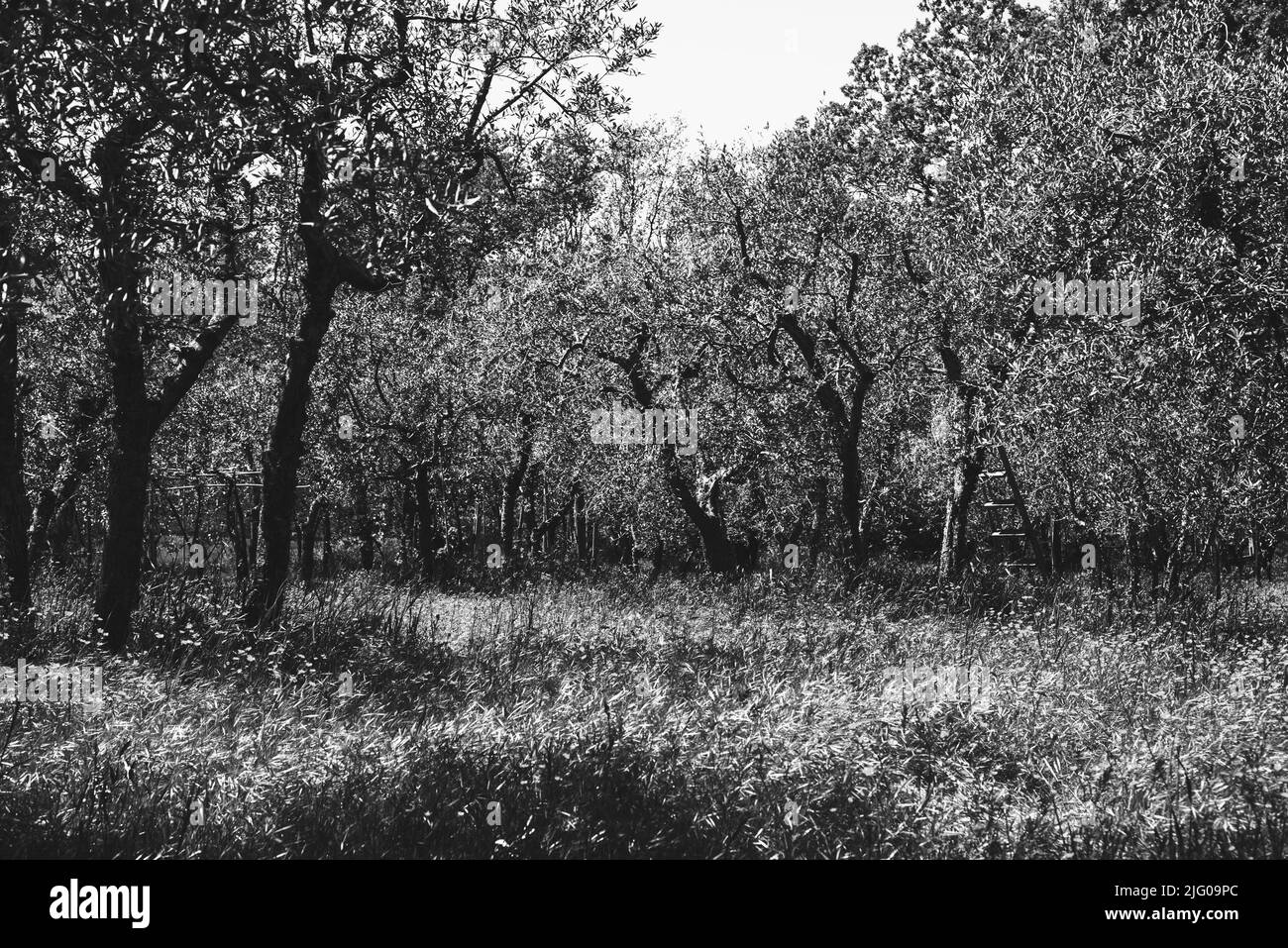 Olivenbäume Obstgarten Landschaft. Leiter, die sich auf einen Baum stützt. Toskana, Italien. Erntezeit. Historisches Foto in Schwarzweiß Stockfoto