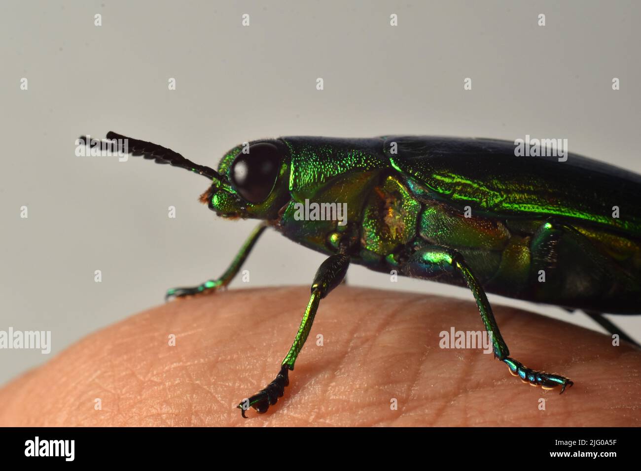 Nahaufnahme von Jewel Beetle Rest auf menschlichen Finger. Chrysochroa fulminans. Stockfoto