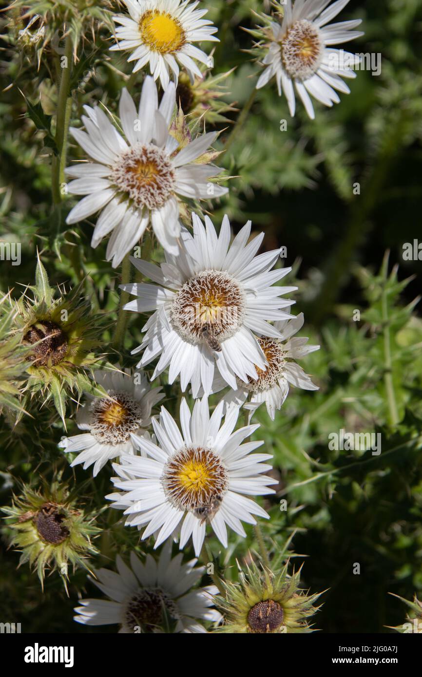 Silberne Disteln blühen auf der Wiese Stockfoto