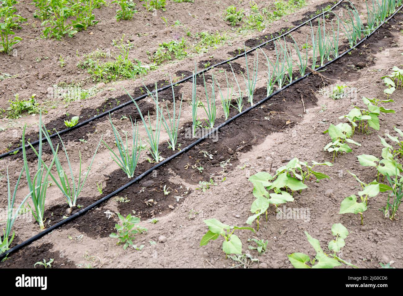 Tröpfchenbewässerungsschlauch mit Löchern Bewässerungssystem auf heimisch Landwirtschaft Feld. Zwiebeln im Sommer in der Trockenzeit gießen. Stockfoto