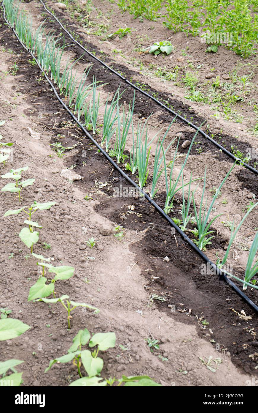 Tröpfchenbewässerungsschlauch mit Löchern Bewässerungssystem auf heimisch Landwirtschaft Feld. Zwiebeln im Sommer in der Trockenzeit gießen. Stockfoto