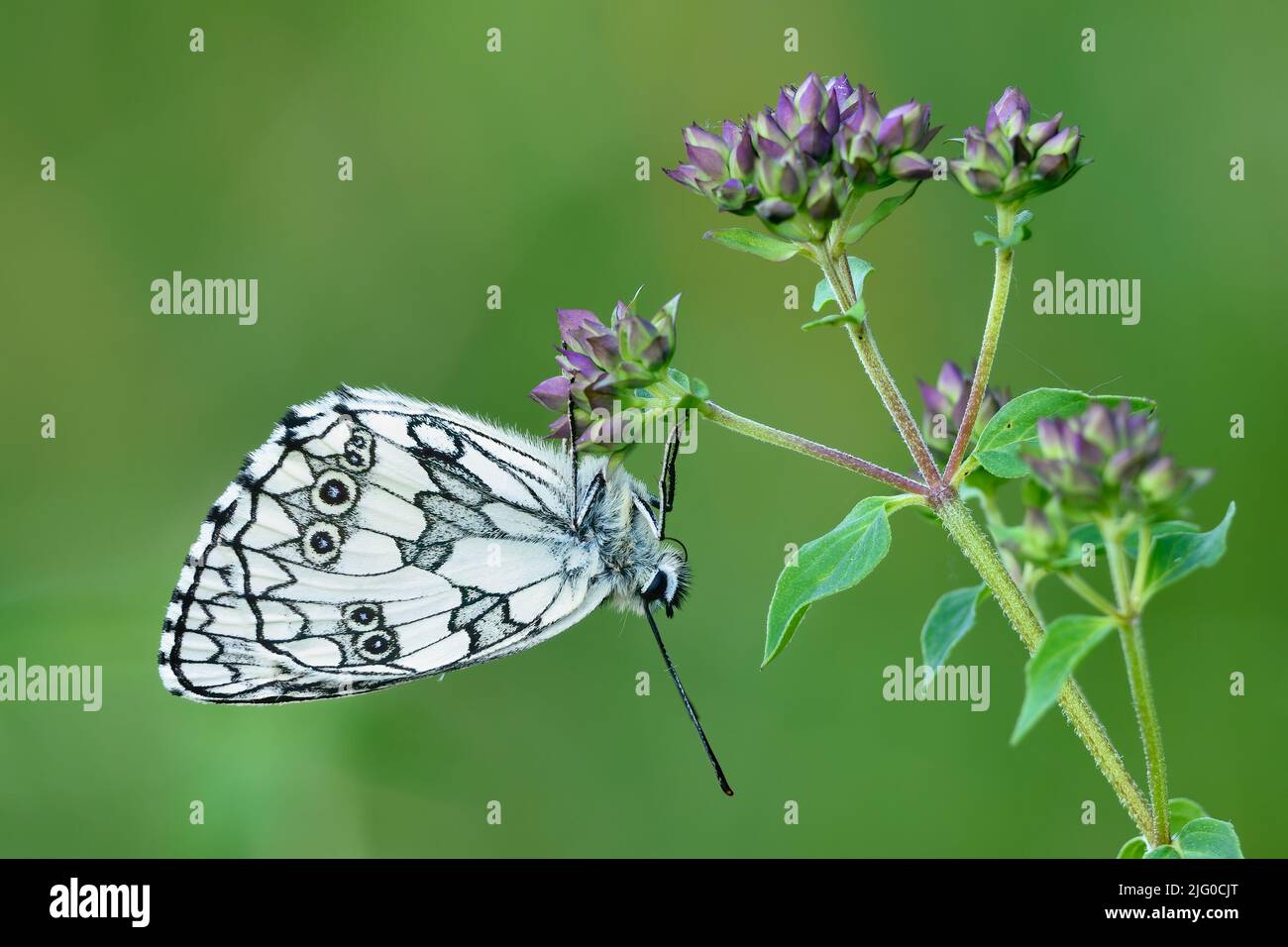 Marmorierter weißer Schmetterling Melanargia galathea männlich, sitzt auf einer lila Wiesenblume in der Abenddämmerung, Nahaufnahme. Unscharfer grüner Hintergrund... Trencin, Slowakei Stockfoto