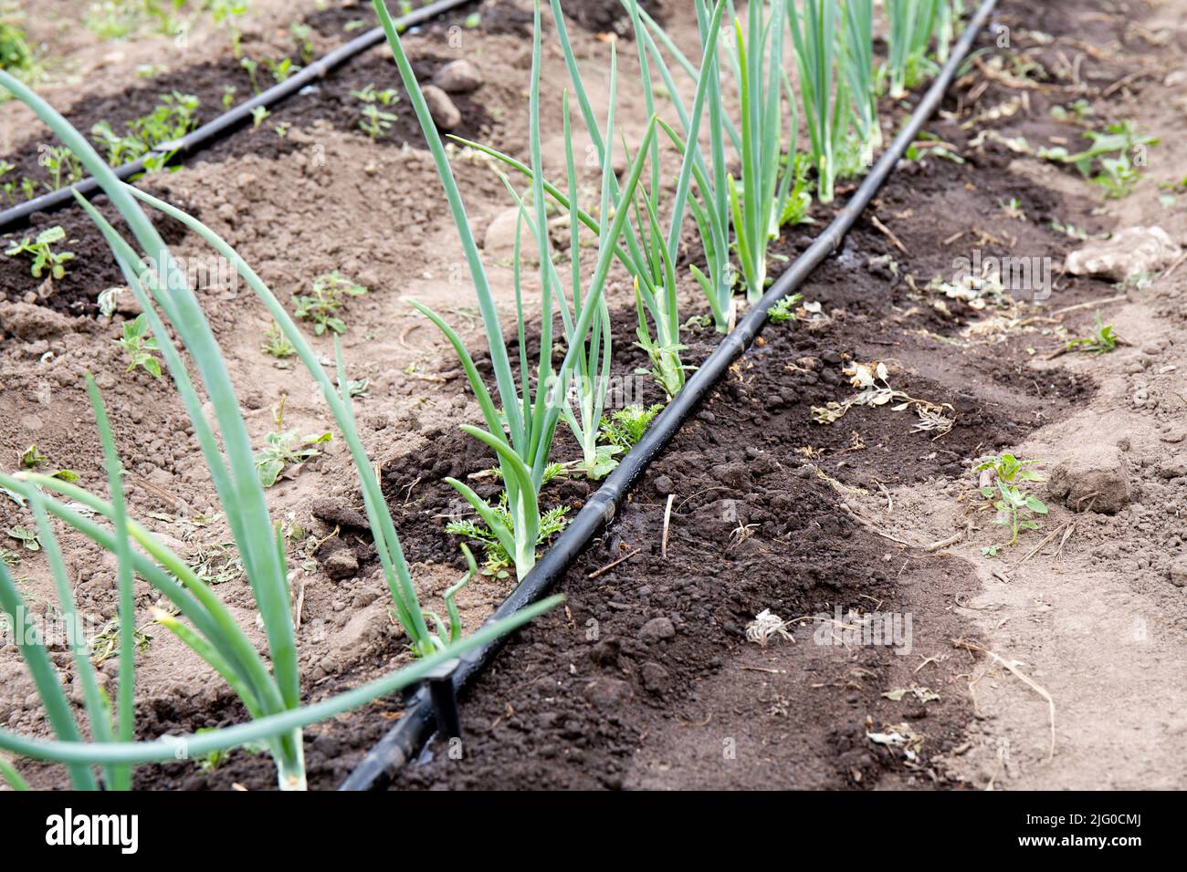 Tröpfchenbewässerungsschlauch mit Löchern Bewässerungssystem auf heimisch Landwirtschaft Feld. Zwiebeln im Sommer in der Trockenzeit gießen. Stockfoto