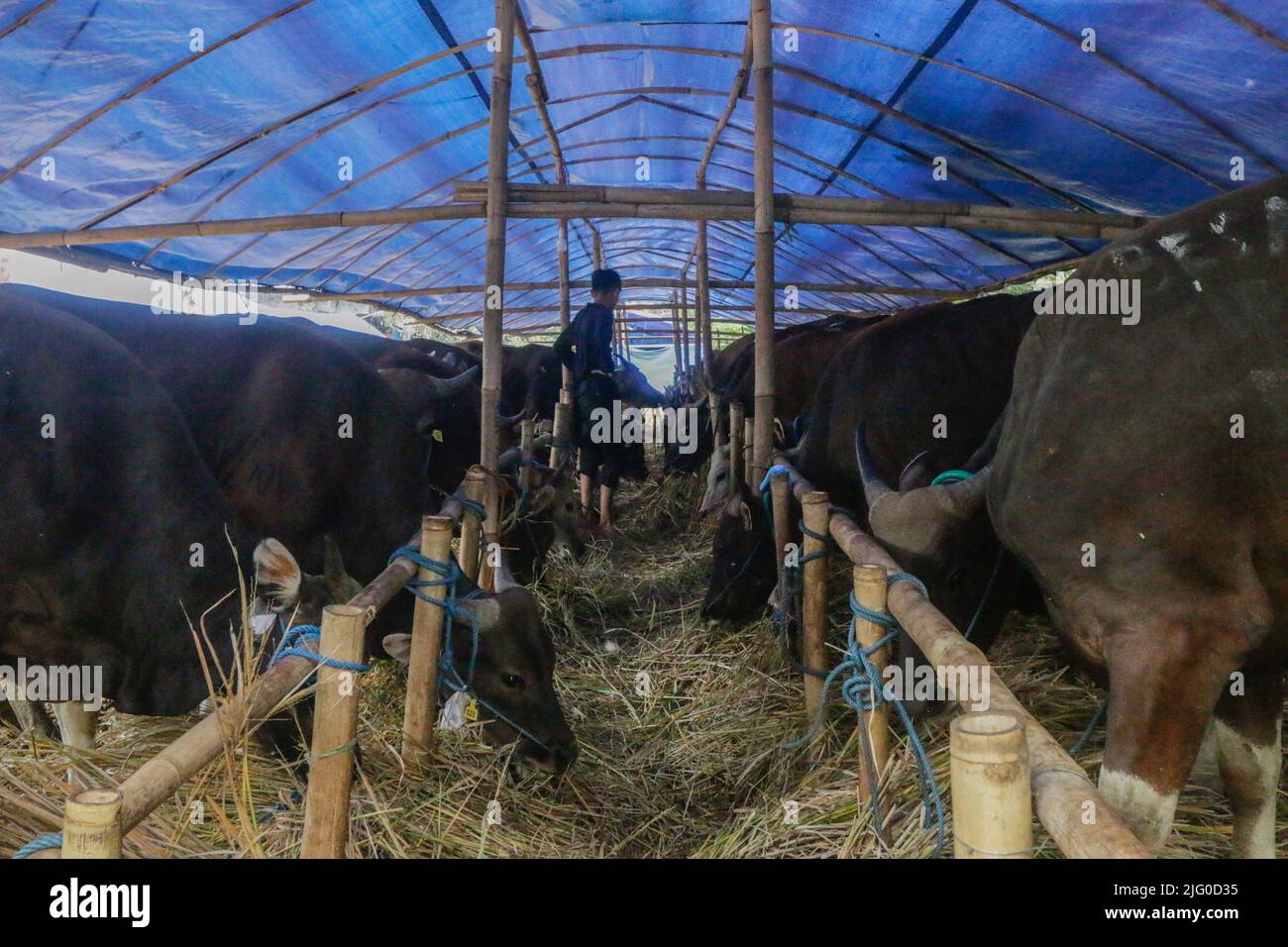Tierärzte überprüfen während der Eid al-Adha-Feier am 6. Juli 2022 in Indonesien die Gesundheit von Kühen zur Prävention von Maul- und Klauenseuche Stockfoto