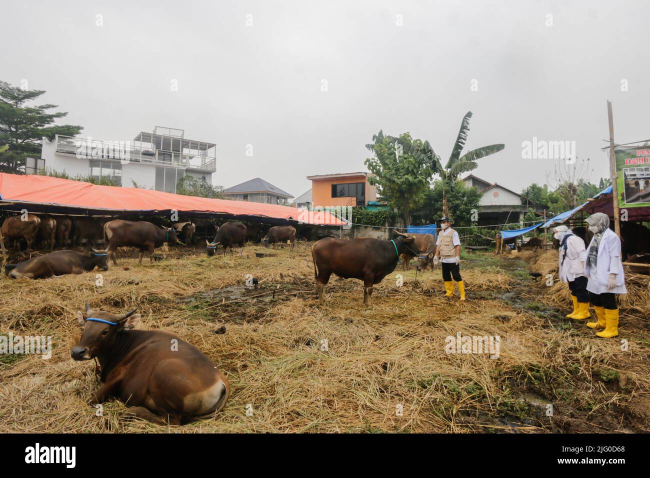 Tierärzte überprüfen während der Eid al-Adha-Feier am 6. Juli 2022 in Indonesien die Gesundheit von Kühen zur Prävention von Maul- und Klauenseuche Stockfoto
