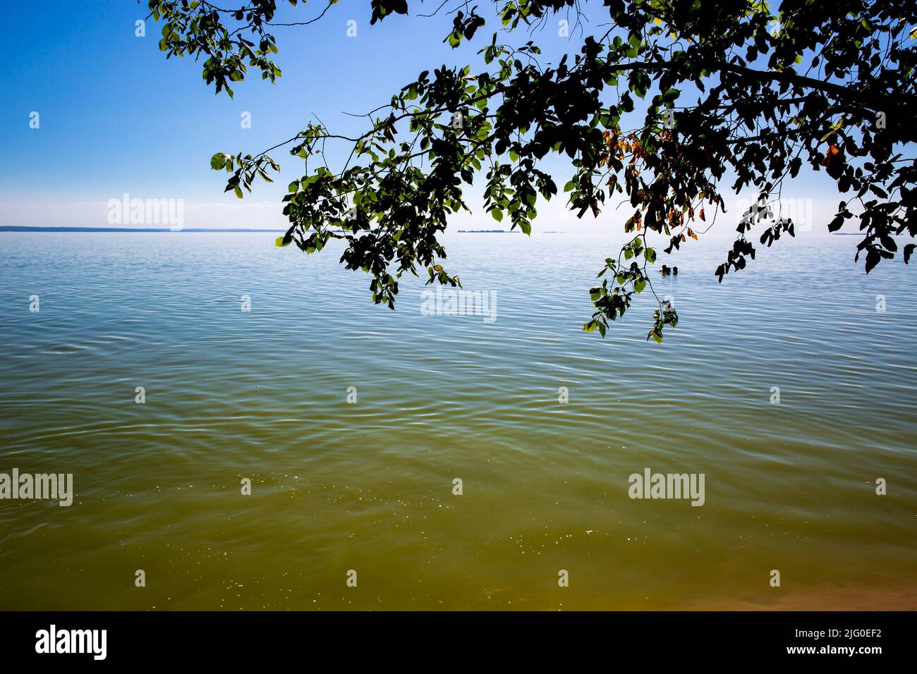 Sommerlandschaft mit Baumzweig über der Wasseroberfläche des Sees. Nehmen Sie es in der Ukraine Stockfoto