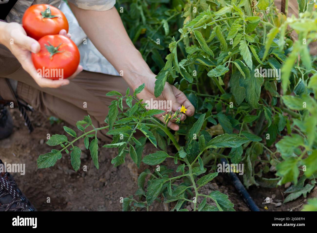 Draufsicht auf einen jungen Mann, der im Sommer Tomaten in der Hand hält und die neuen Blumen aus der Pflanze überprüft Stockfoto