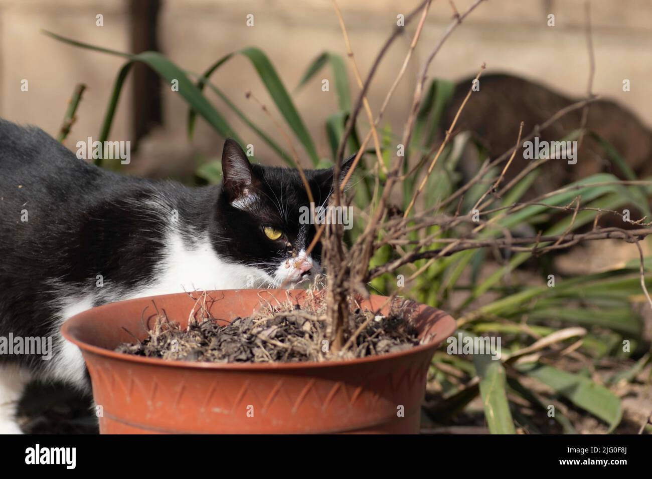 Katze schwarz und weiß schnüffelt Pflanzen in einem Blumenbeet an einem sonnigen Tag Stockfoto