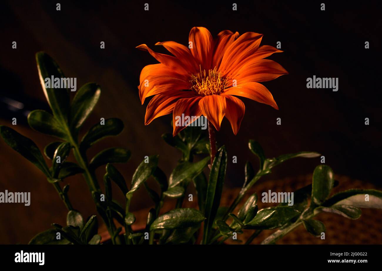 Orange Blume eine Gazania Tough (Gazania rigens) mit dunklem Hintergrund Stockfoto