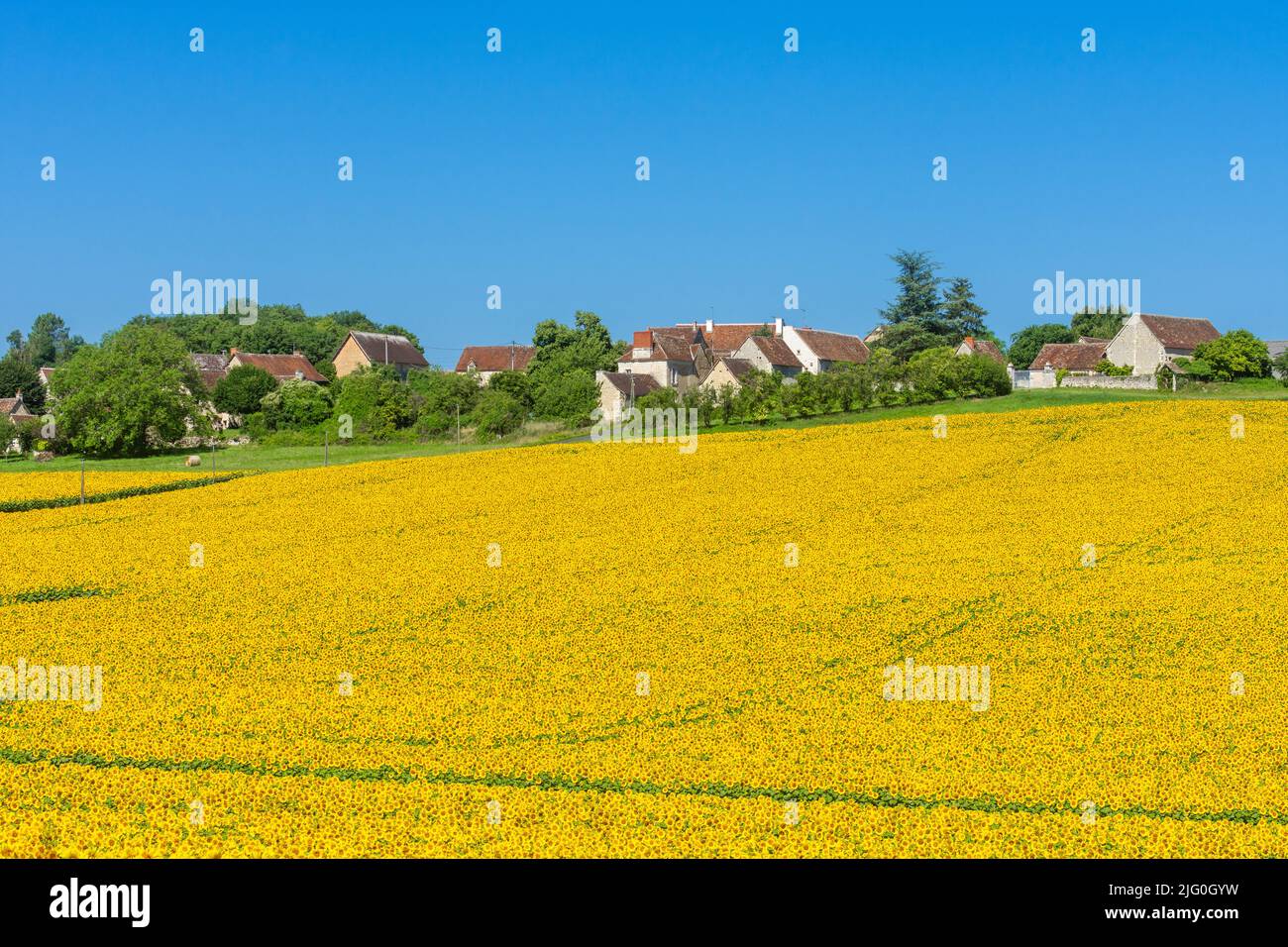 Das Dorf La Boissiere, Boussay und das Sonnenblumenfeld (Helianthus annuus), das in der sud-Touraine in Mittelfrankreich wächst, ist auf einem Hügel gelegen. Stockfoto