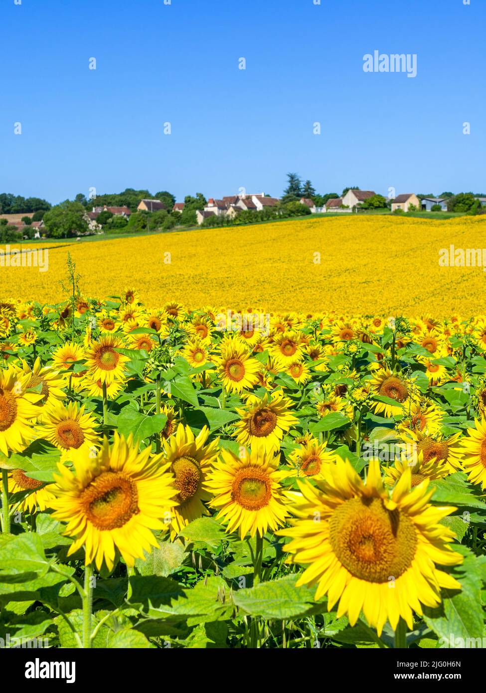 Das Dorf La Boissiere, Boussay und das Sonnenblumenfeld (Helianthus annuus), das in der sud-Touraine in Mittelfrankreich wächst, ist auf einem Hügel gelegen. Stockfoto