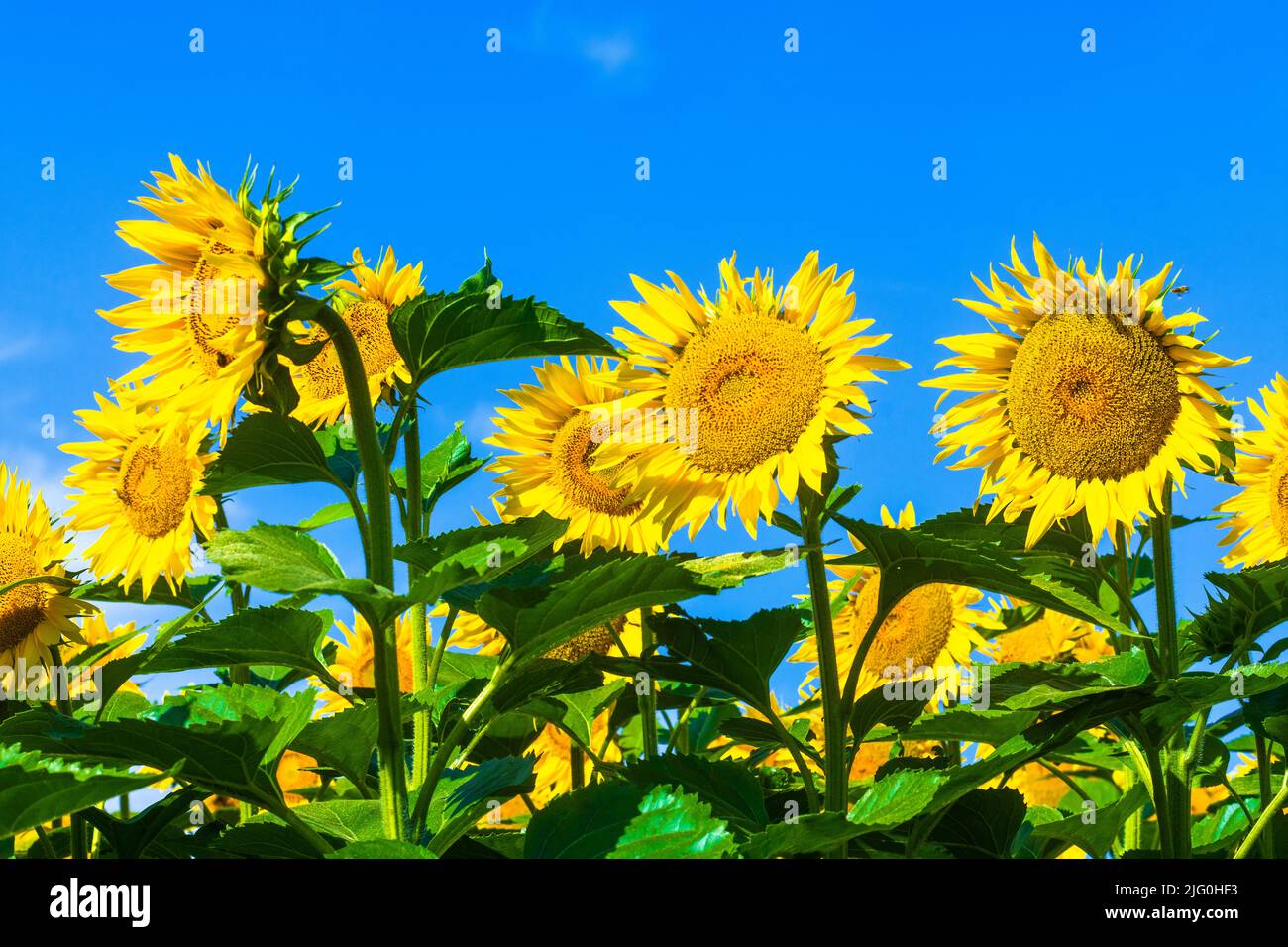 Sonnenblumenfeld (Helianthus annuus) vor blauem Himmel, wächst in der sud-Touraine, Zentralfrankreich. Stockfoto