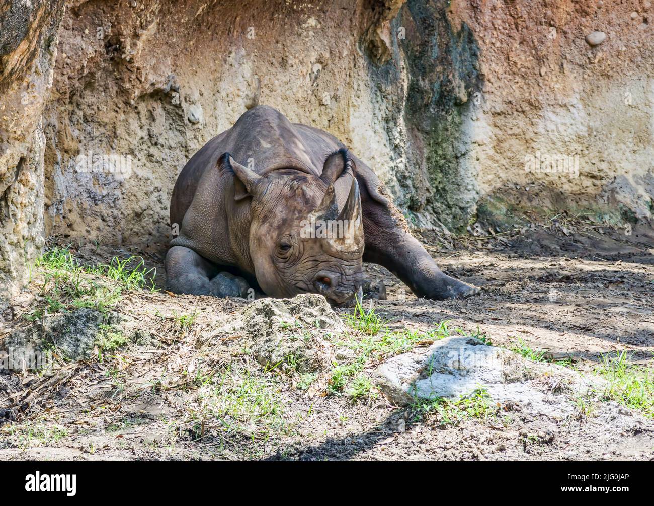 Ein stillender Nashorn, der in einem Zoo in Florida ruht. Stockfoto