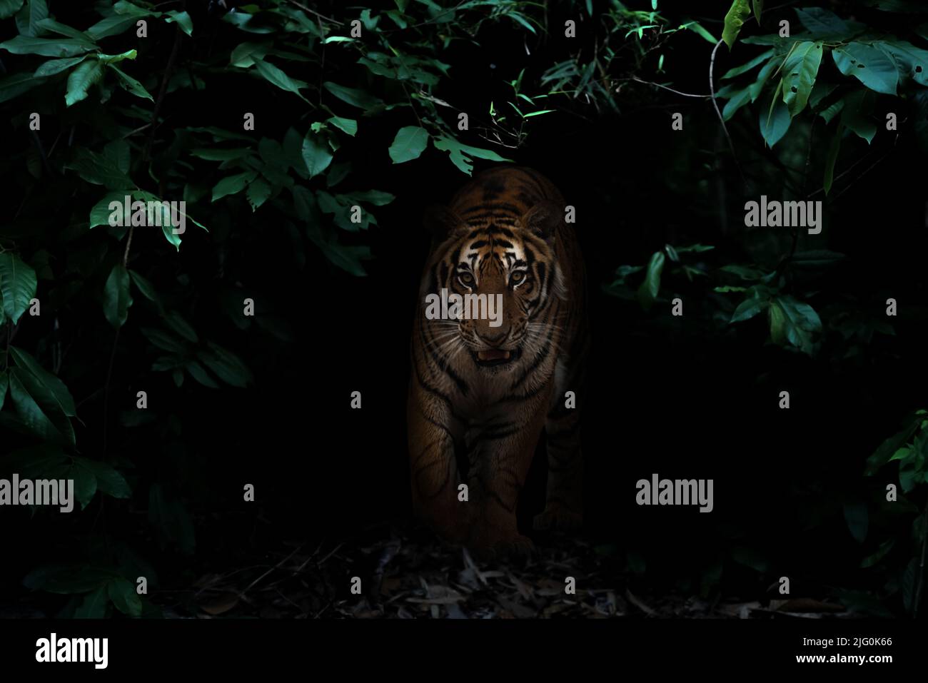 tiger im tropischen Regenwald bei Nacht dunkler Hintergrund Stockfoto