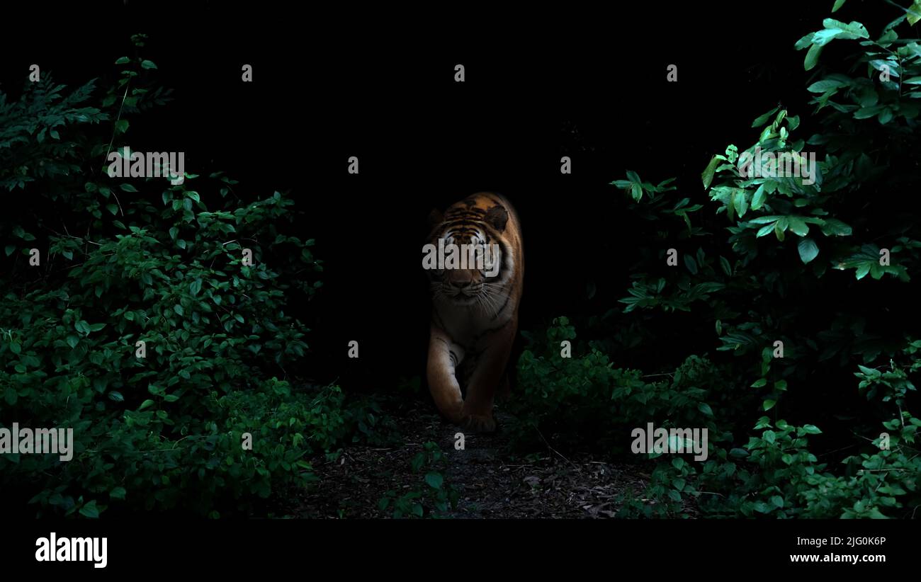 tiger im tropischen Regenwald bei Nacht dunkler Hintergrund Stockfoto