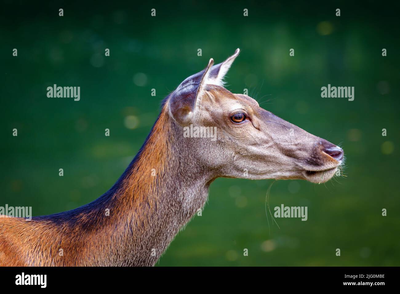 Rotwild - Cervus elaphus. Hirsch Weibchen am See, Porträt von Rehe auf dem Hintergrund des Sees Wasser. Stockfoto