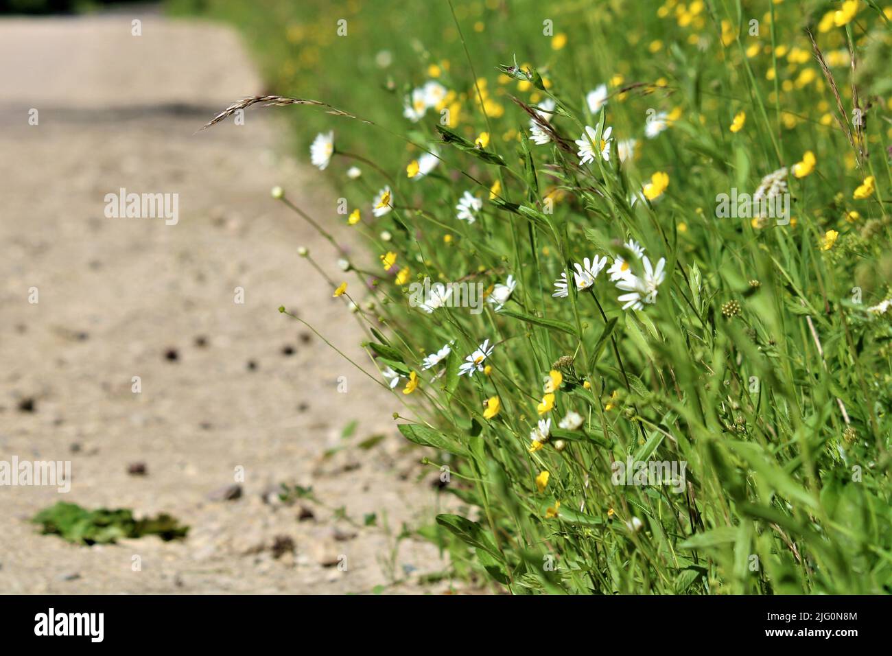 Die schöne Natur Lettlands. Stockfoto