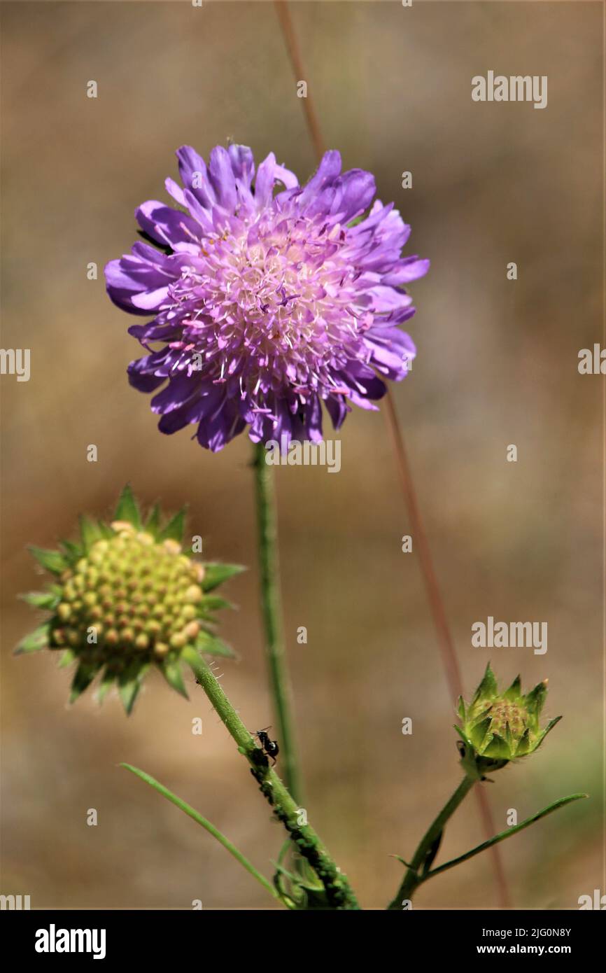 Die schöne Natur Lettlands. Stockfoto