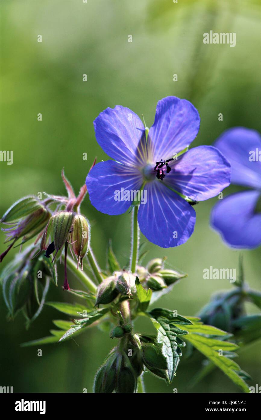 Die schöne Natur Lettlands. Stockfoto