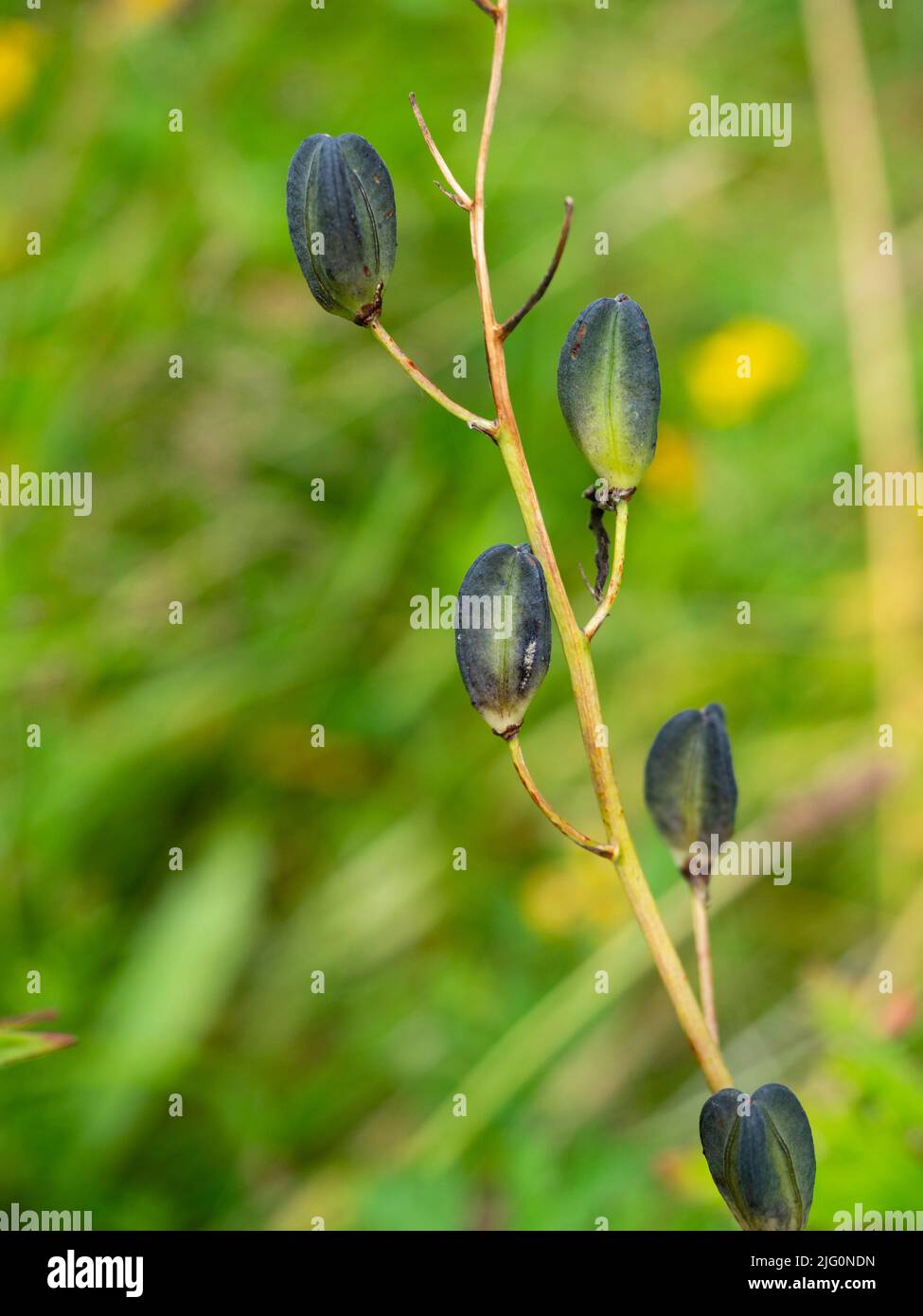 Blau gefärbte Sommersamenschoten der frühlingsblühenden, winterharten Zwiebel, Camassia Leichtlini Stockfoto