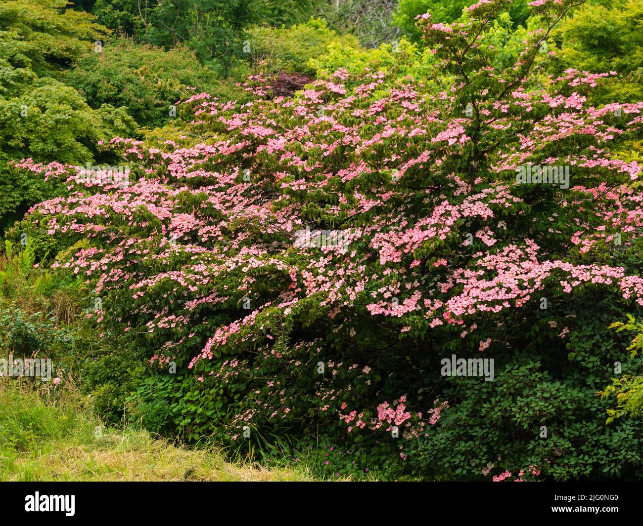 Die rosafarbenen Hochblätter des blühenden Dogholzes, Cornus kousa 'Miss Satomi', ersticken den winterharten Strauch im frühen bis Hochsommer Stockfoto