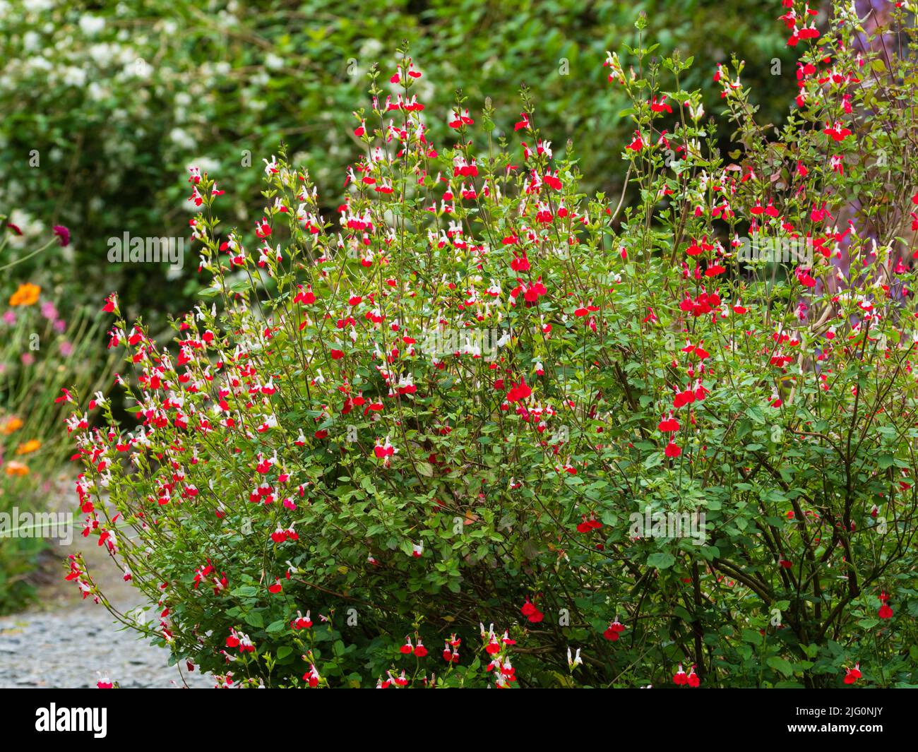 Frei blühender halbharter Salbei-Strauch, Salvia Microphylla 'Hot Lips' mit roten und weißen zweifarbigen Blüten Stockfoto