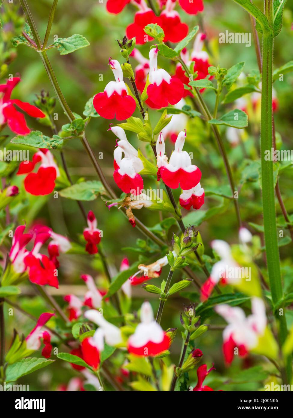 Frei blühender halbharter Salbei-Strauch, Salvia Microphylla 'Hot Lips' mit roten und weißen zweifarbigen Blüten Stockfoto