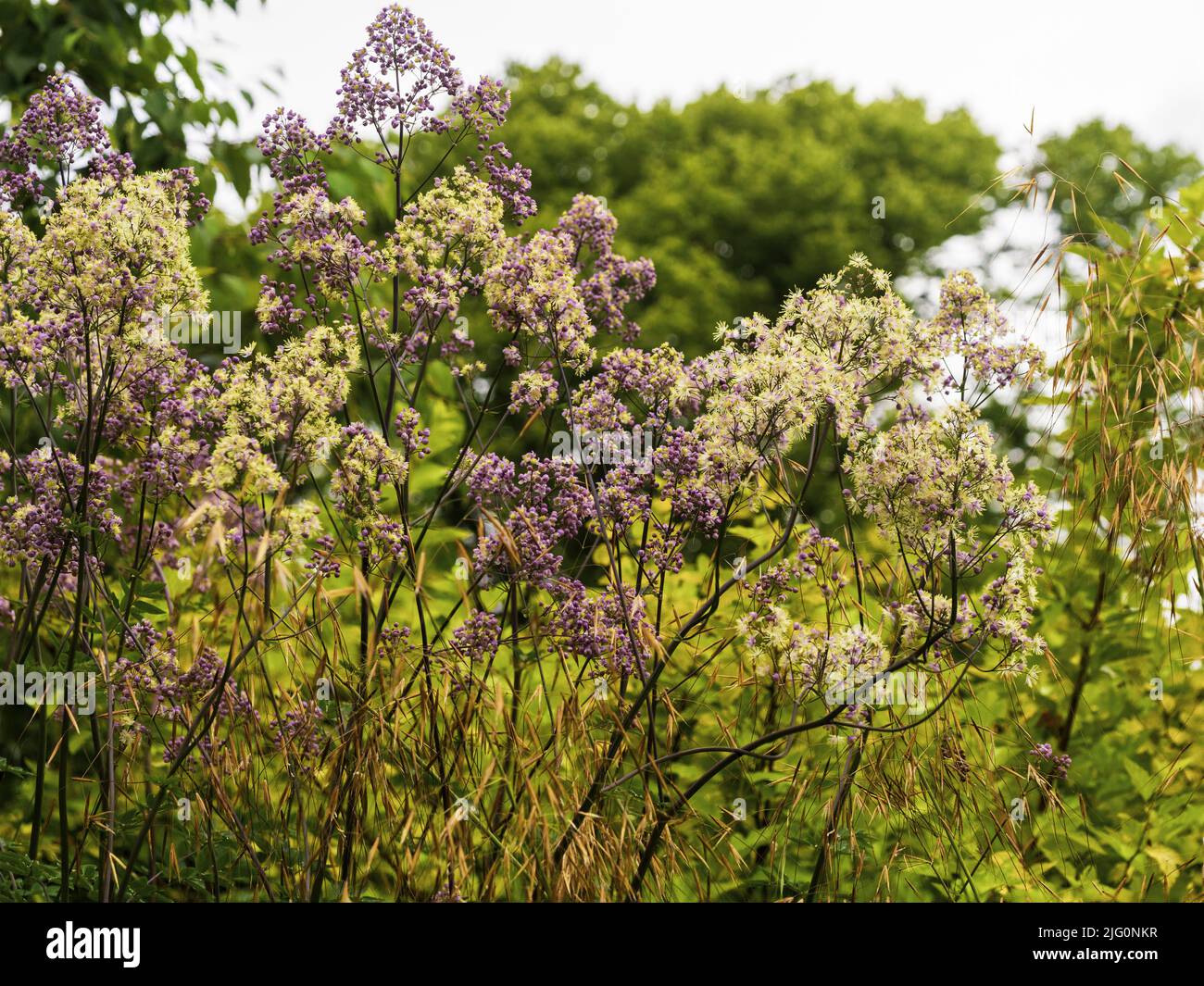 Violette Knospen und gelbe Blütenstände der hohen, winterharten, mehrjährigen Hybrid-Wiesenraute, Thalictrum 'Elin' Stockfoto