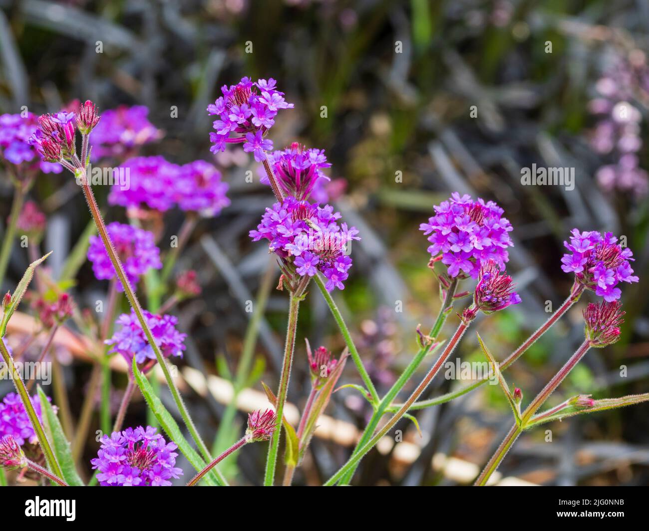Blasse purpurne Blüten der lang blühenden, niedrig wachsenden, hardey mehrjährigen, Verbena rigida Stockfoto