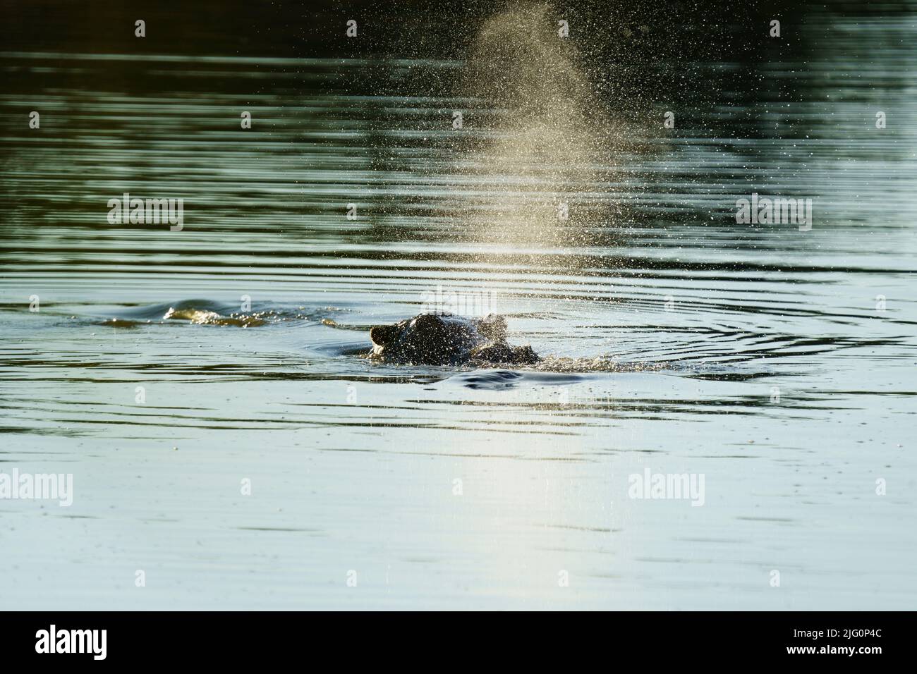 Hippo (Hippopotamus amphibius) bläst Wasser auf. Hwange-Nationalpark, Simbabwe, Afrika Stockfoto