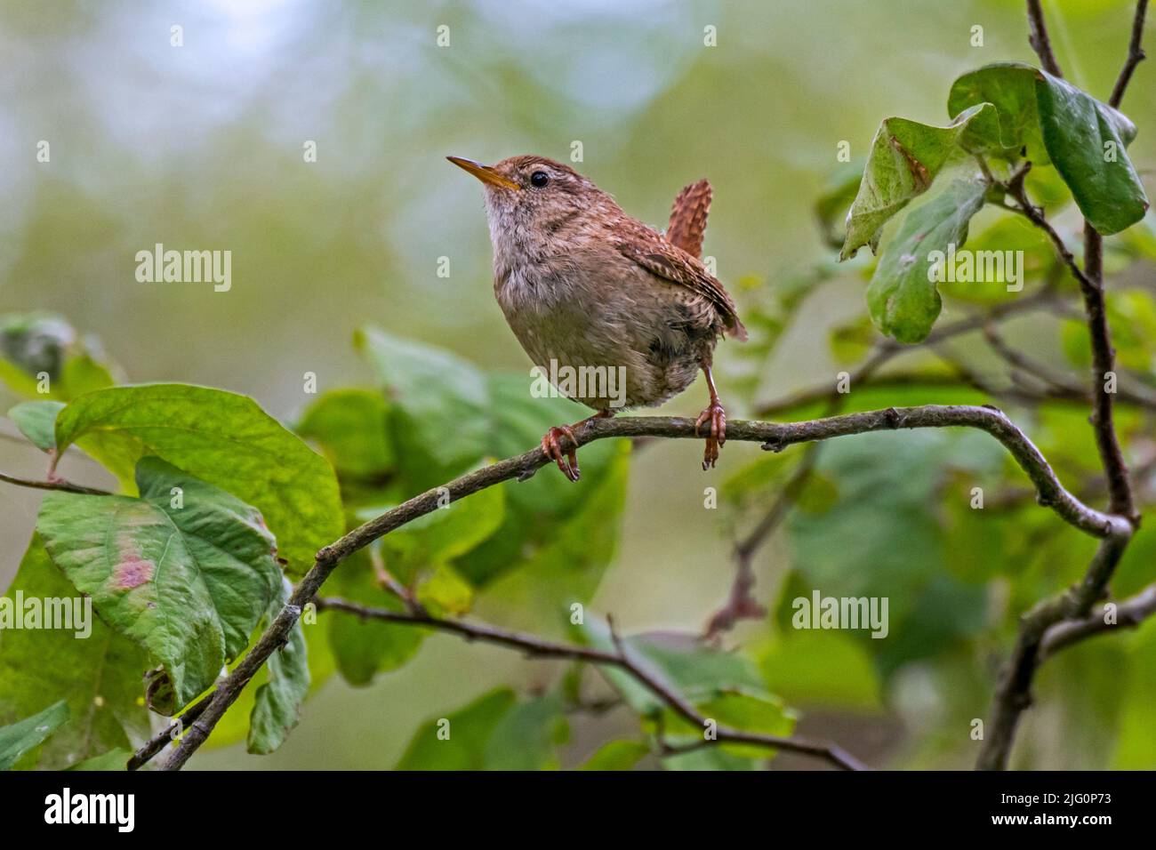 Eurasischer Zaunkönig / Nordzaunkönig (Troglodytes troglodytes / Motacilla troglodytes) im Sommer im Busch Stockfoto