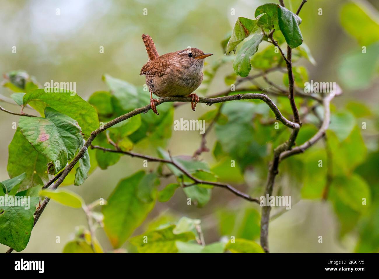 Eurasischer Zaunkönig / Nordzaunkönig (Troglodytes troglodytes / Motacilla troglodytes) im Sommer im Busch Stockfoto
