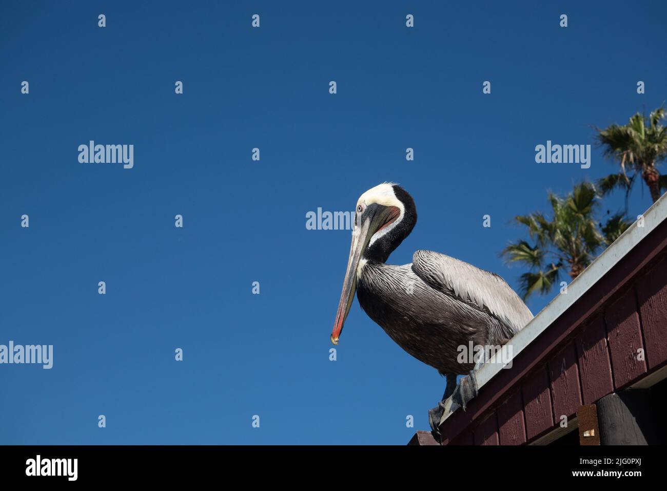Brauner Pelikan auf dem Dory Fish Market Newport Beach Südkalifornien USA Stockfoto