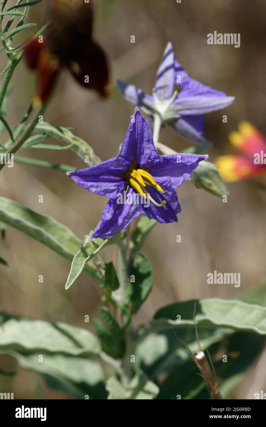 Mexikanische Hutblume Stockfoto