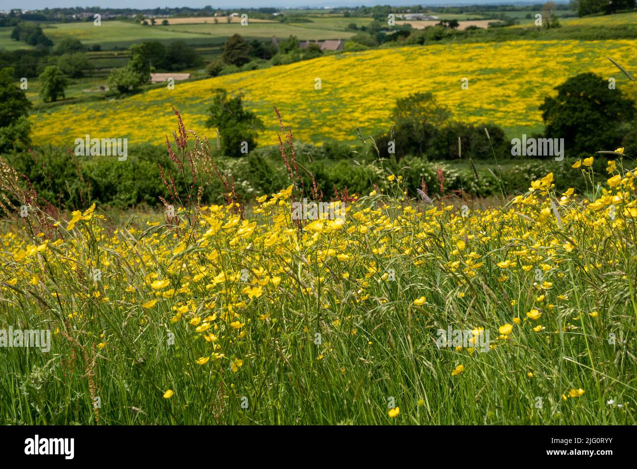 Blick auf Felder von Butterblumen vom Cotswold Way Fußweg Stockfoto