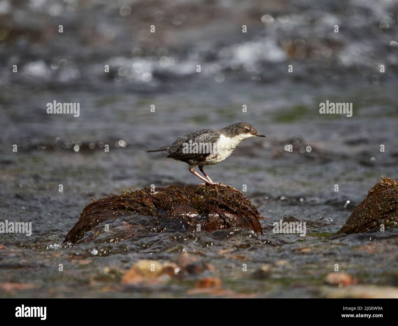 Juvenile Dipper (Cinclus cinclus) im Fluss Ness, Inverness, Schottische Highlands, Großbritannien Stockfoto