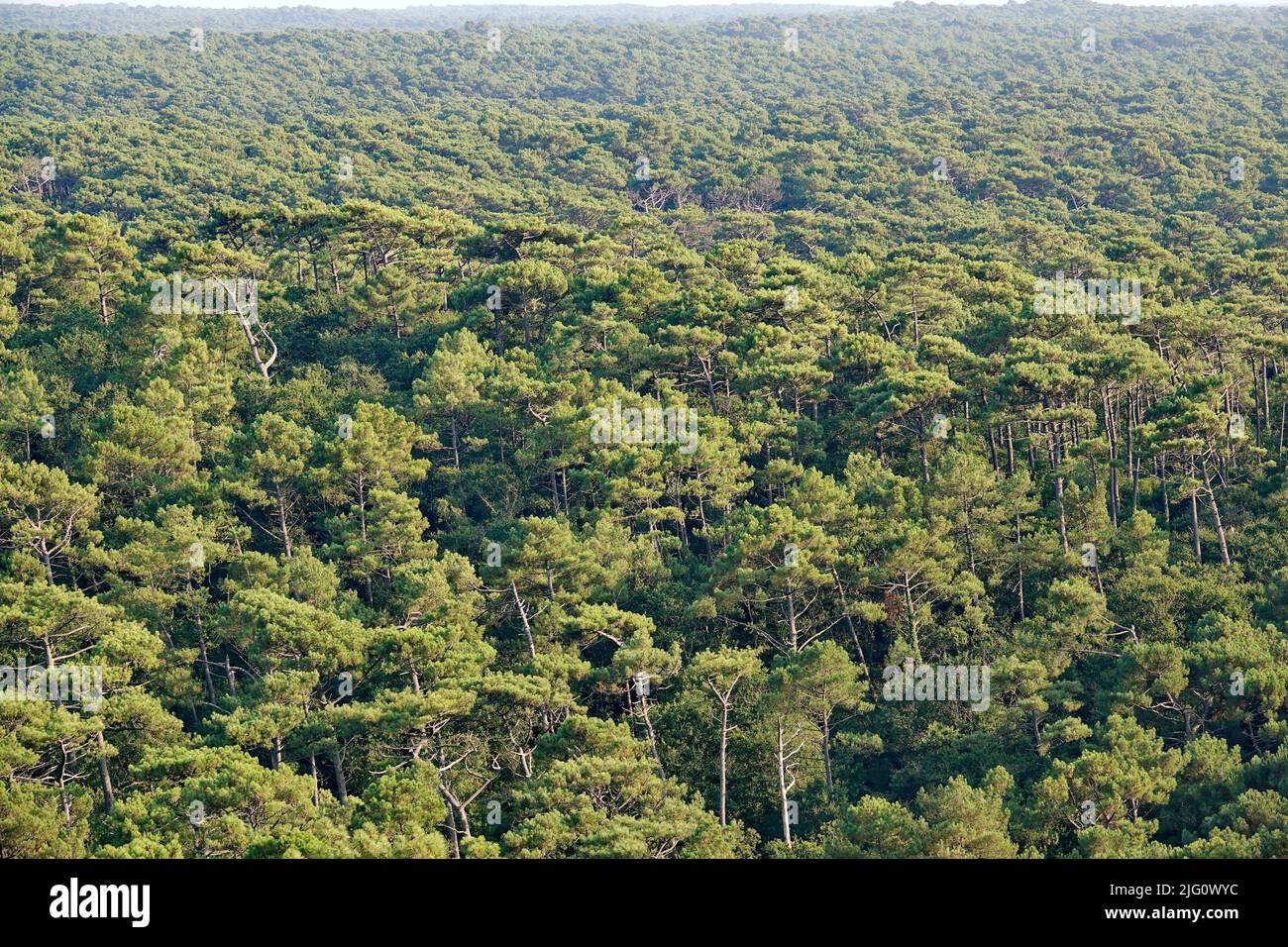 Luftpanorama des Foret des Landes Wald, in Aquitaine, ein breites Kiefer-und Tannenholz Stockfoto