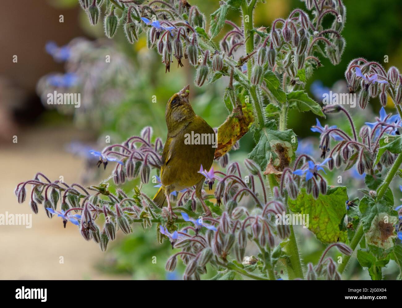 Der Grünfink frisst auf einer Borretschpflanze, die die Samen frisst. Stockfoto