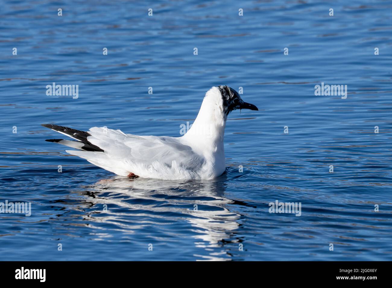 Eine Andenmöwe, Chroicocephalus serranus, im Brutgefieder am Chungara-See, Lauca-Nationalpark, Chile. Stockfoto