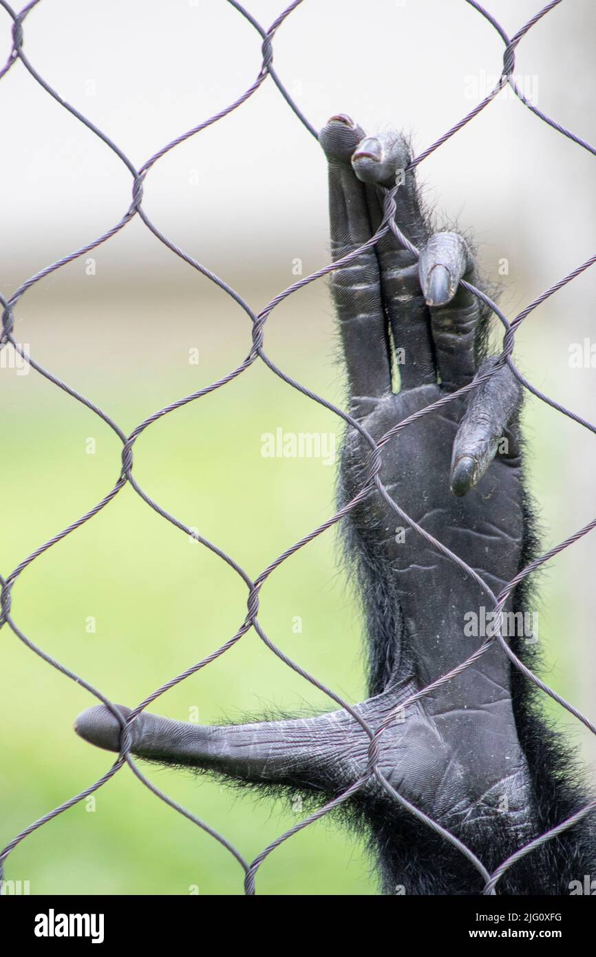 Der Fuß und die Zehen eines schwarzen Brüllaffen greifen auf das Kettengliedergehäuse des Cape May Zoos und zeigen Details seines graugrauen Gebusses und Zehennagels Stockfoto