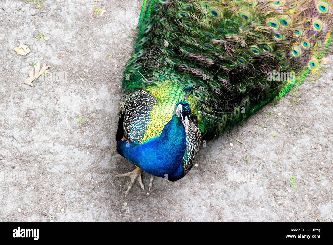 Ein einzelner, blauer, männlicher Pfau zeigt sein wunderschönes Federgefieder Stockfoto