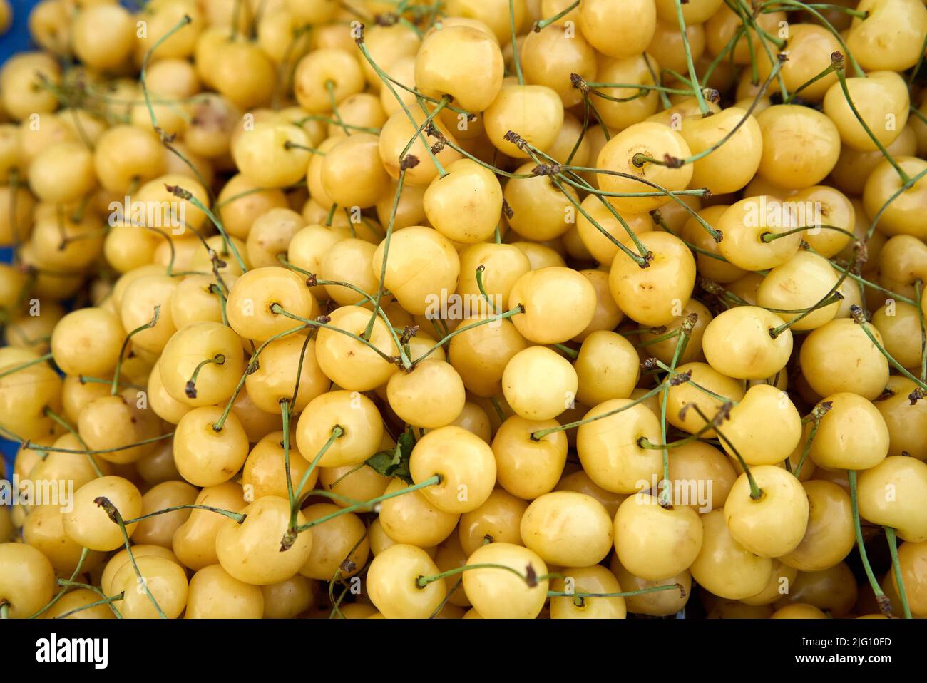 Gelbe Kirschfrüchte. Köstliche und süße gelbe Kirschen Sorte Stockfoto