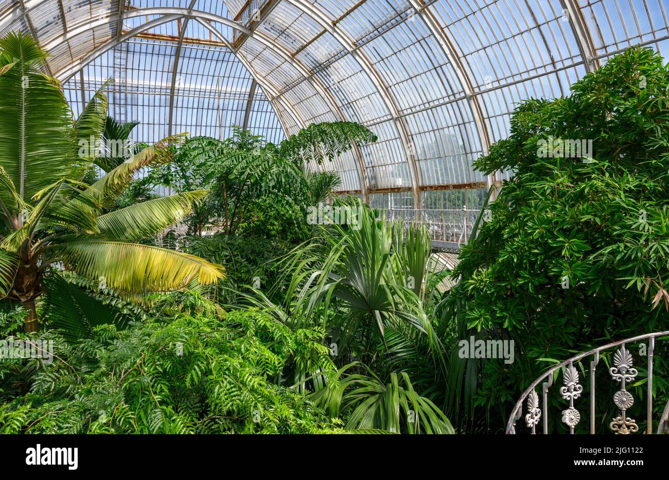 Innenansicht des Palm House, Kew Gardens, Richmond, London, England, VEREINIGTES KÖNIGREICH Stockfoto